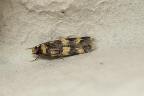 Oegoconia sp.